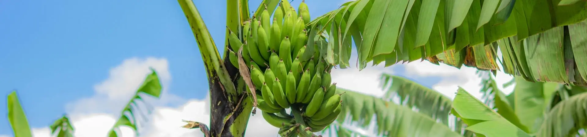 Bolsas para Plátano, protección eficaz para un cultivo saludable