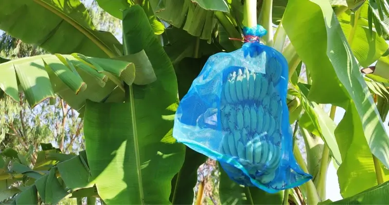 Bolsa platanera